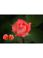 Women's Nadir Earrings in Silver925 with Pink Coral Paste - Made In Italy