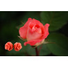 Orecchini Donna Nadir in Argento925 con Pasta di Corallo Rosa - Made In Italy